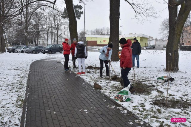 Lilakowa Aleja Przedsiębiorców w Dzierżoniowie