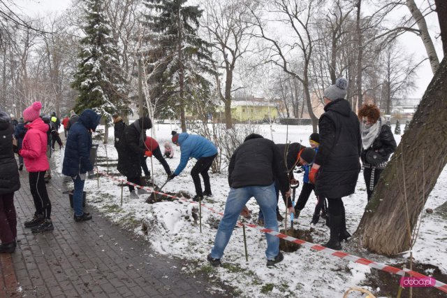 Lilakowa Aleja Przedsiębiorców w Dzierżoniowie