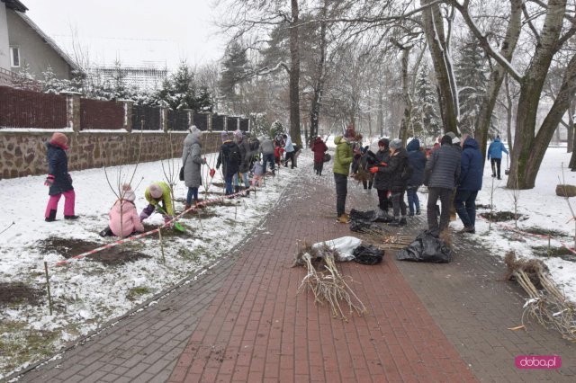 Lilakowa Aleja Przedsiębiorców w Dzierżoniowie