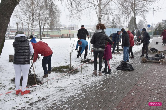 Lilakowa Aleja Przedsiębiorców w Dzierżoniowie