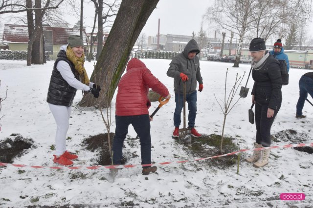 Lilakowa Aleja Przedsiębiorców w Dzierżoniowie