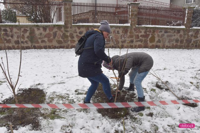 Lilakowa Aleja Przedsiębiorców w Dzierżoniowie