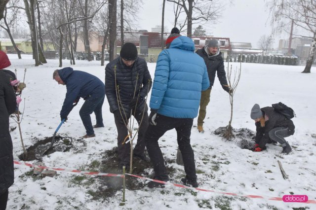 Lilakowa Aleja Przedsiębiorców w Dzierżoniowie
