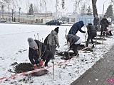 Lilakowa Aleja Przedsiębiorców w Dzierżoniowie