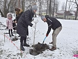 Lilakowa Aleja Przedsiębiorców w Dzierżoniowie