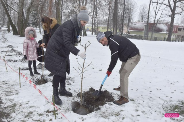 Lilakowa Aleja Przedsiębiorców w Dzierżoniowie