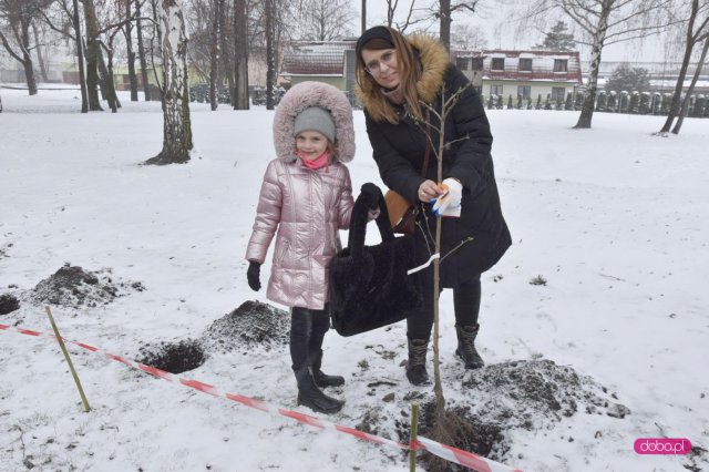 Lilakowa Aleja Przedsiębiorców w Dzierżoniowie