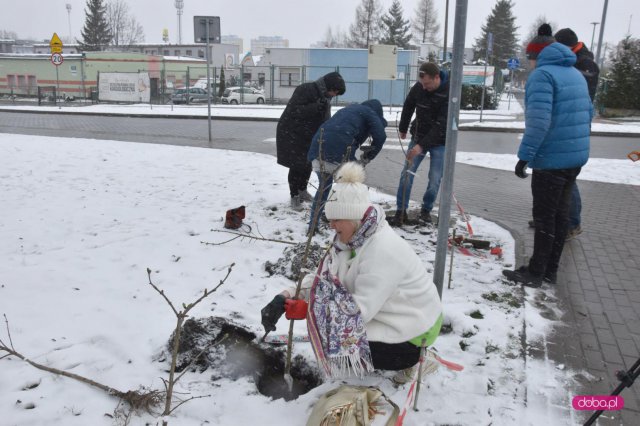 Lilakowa Aleja Przedsiębiorców w Dzierżoniowie