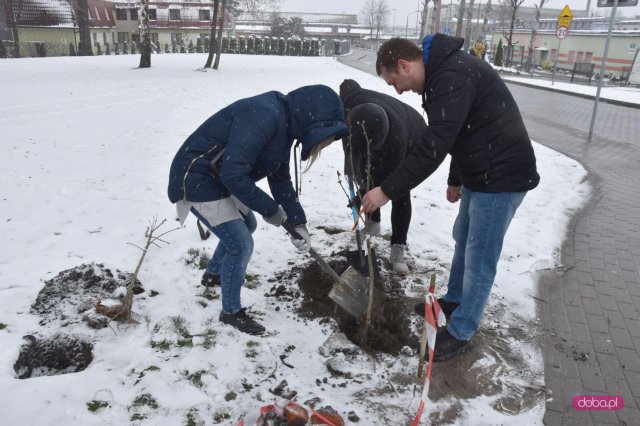 Lilakowa Aleja Przedsiębiorców w Dzierżoniowie