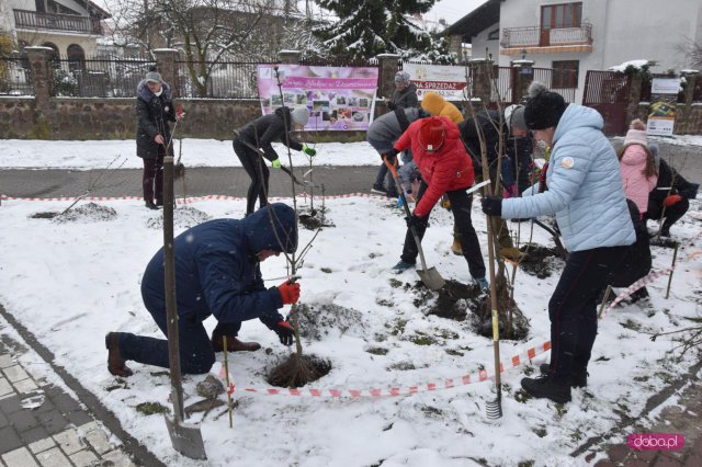 Lilakowa Aleja Przedsiębiorców w Dzierżoniowie