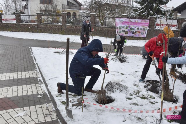 Lilakowa Aleja Przedsiębiorców w Dzierżoniowie