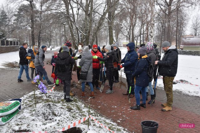Lilakowa Aleja Przedsiębiorców w Dzierżoniowie
