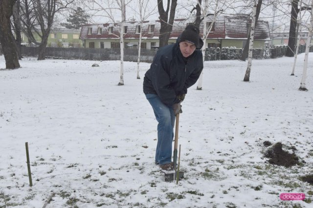 Lilakowa Aleja Przedsiębiorców w Dzierżoniowie