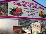Rośliny do Twojego Ogrodu - Szeroki wybór - SPRAWDŹ!