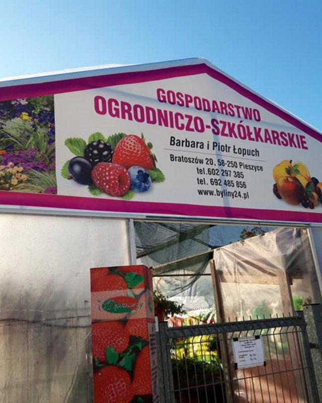 Rośliny do Twojego Ogrodu - Szeroki wybór - SPRAWDŹ!