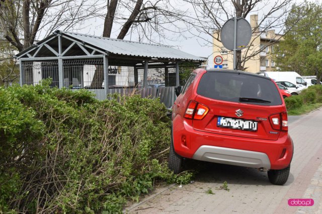 Wjechał w żywopłot i boks śmietnikowy