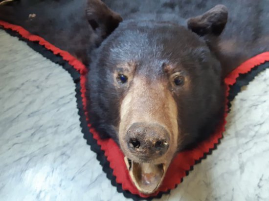 Skóra z niedźwiedzia zabezpieczona przez policjantów