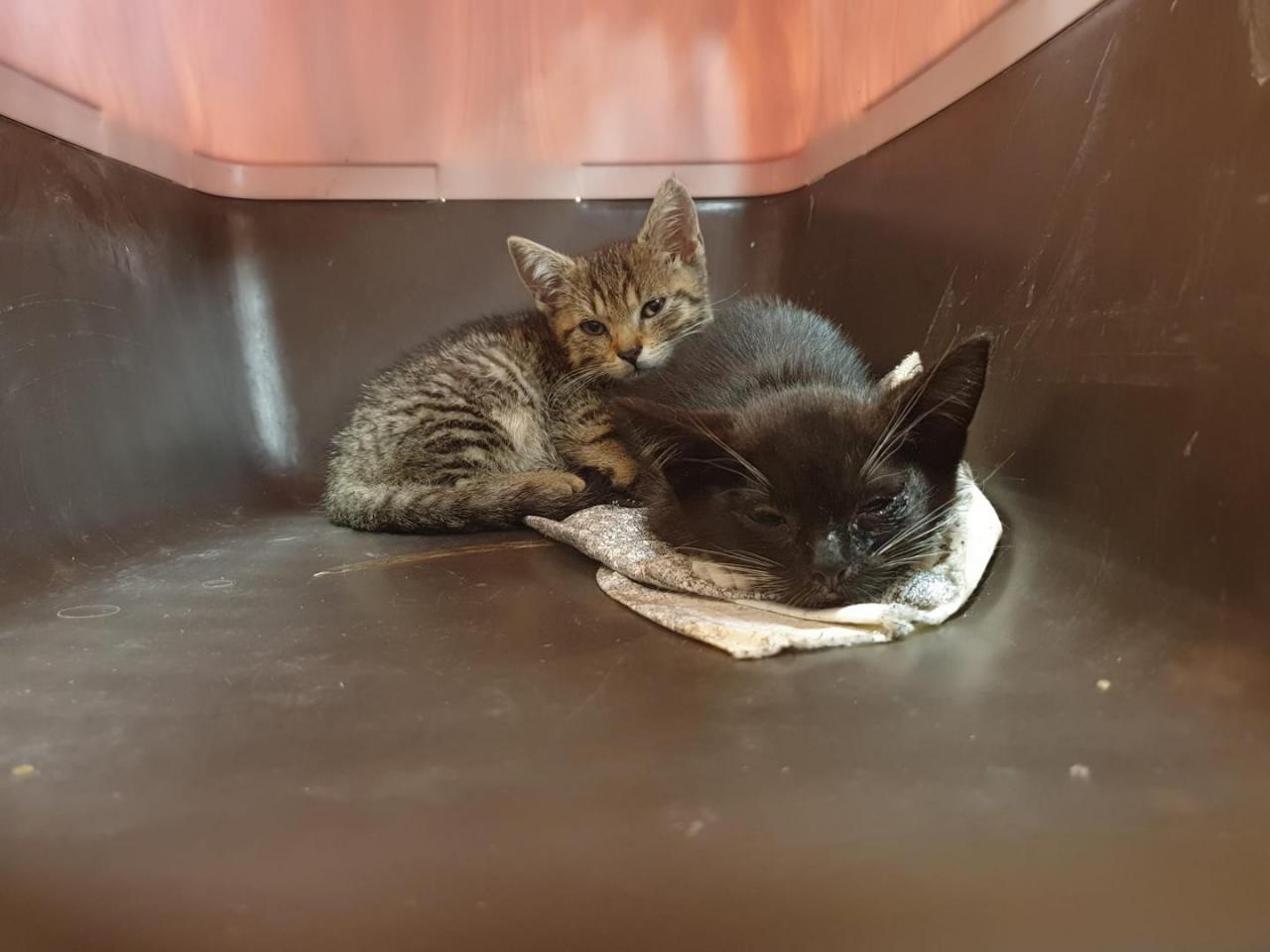 Dwa małe kotki znalezione przy śmietniku w Dzierżoniowie