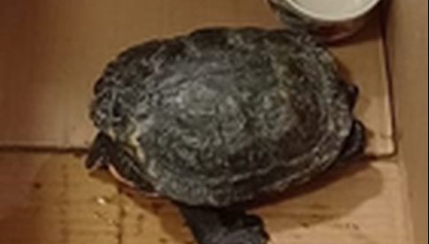 Żółw znaleziony w Pieszycach