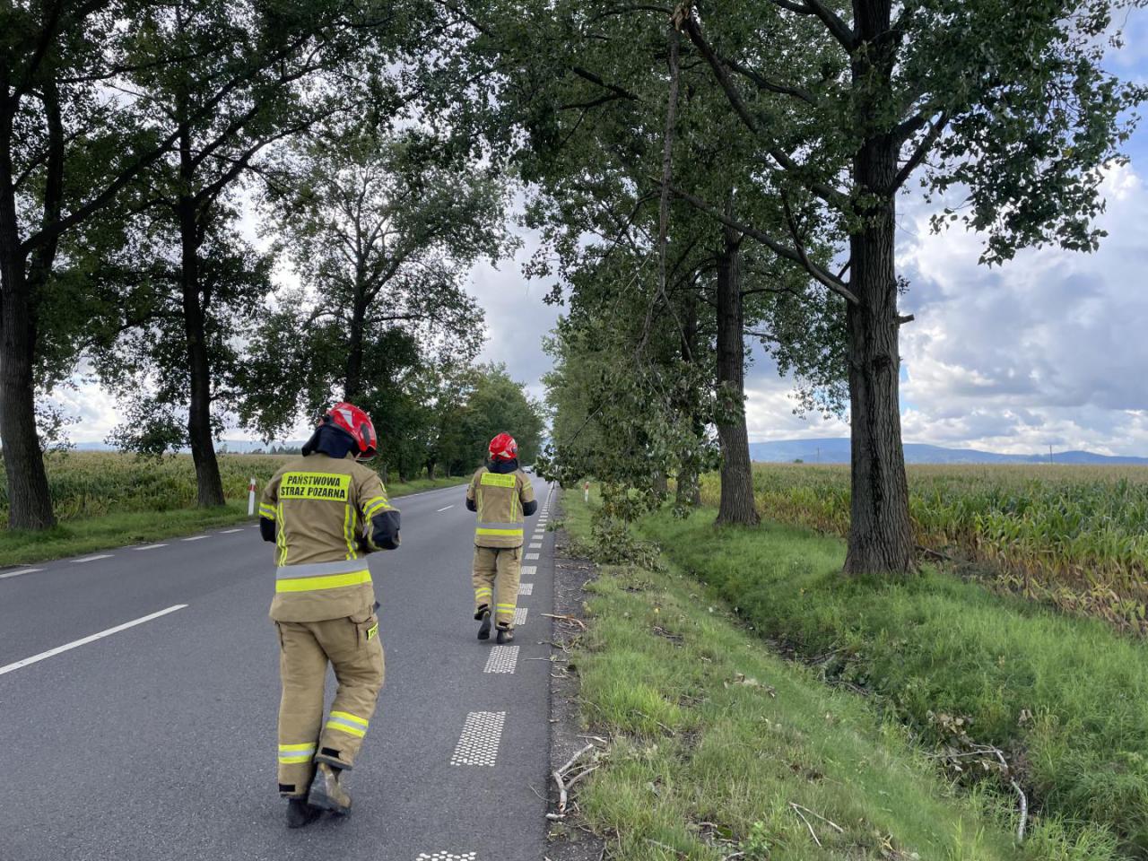 Zwisająca gałąź nad jezdnią. Interwencja strażaków na drodze Dzierżoniów-Uciechów [Foto]
