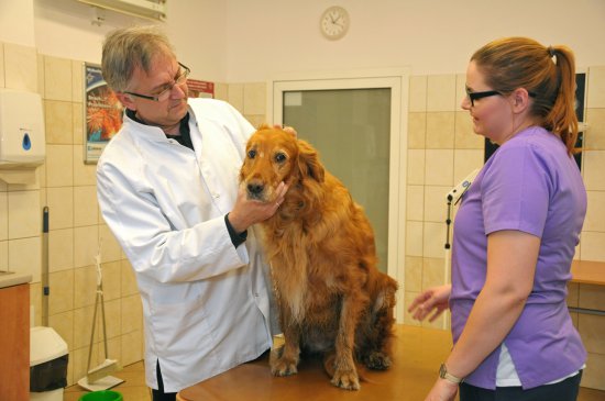 Naukowcy UPWr badają nowy lek na atopowe zapalenie skóry u psów