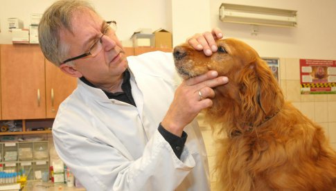 Naukowcy UPWr badają nowy lek na atopowe zapalenie skóry u psów