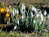 Wiosna zagląda do dzierżoniowskich Ogrodów Działkowych JAR\' 