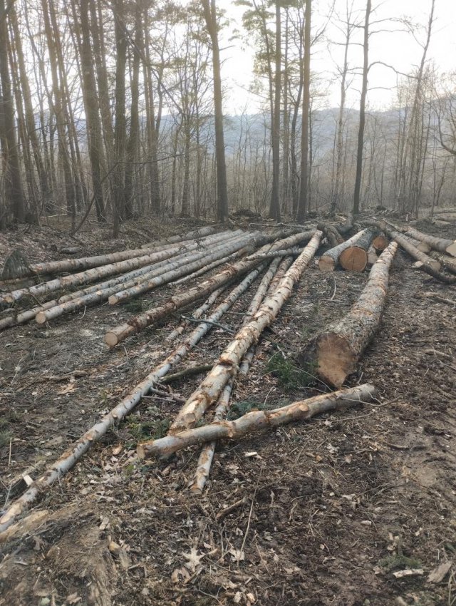 Myśliszów a Góra Parkowa