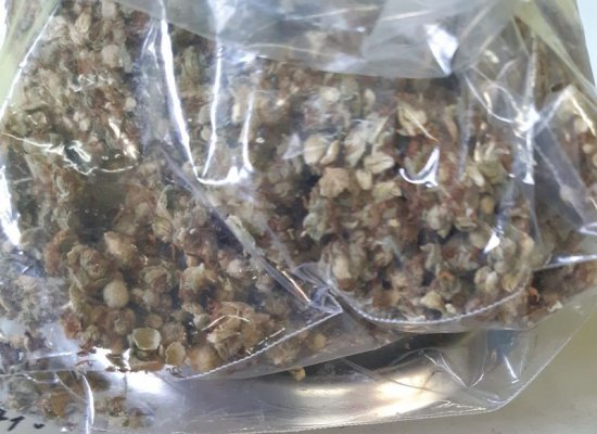 Uprawa konopi w namiocie i blisko kilogram gotowych narkotyków