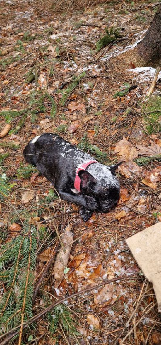 Zamarznięty pies w lesie