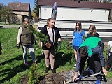 Posadzili drzewa w Słupicach