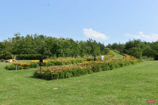 Największa kolekcja liliowców w Polsce