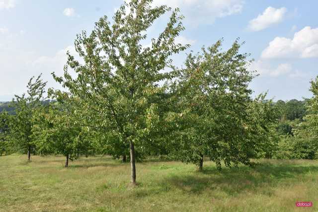 Czereśnie w Arboretum Wojsławice