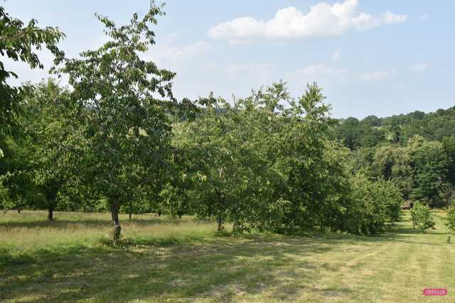 Czereśnie w Arboretum Wojsławice