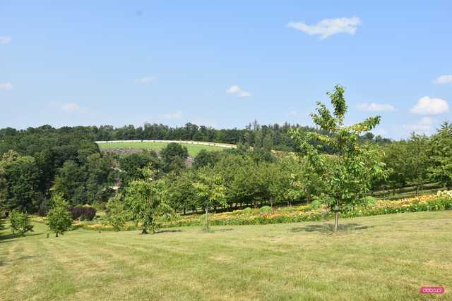 Czereśnie w Arboretum Wojsławice