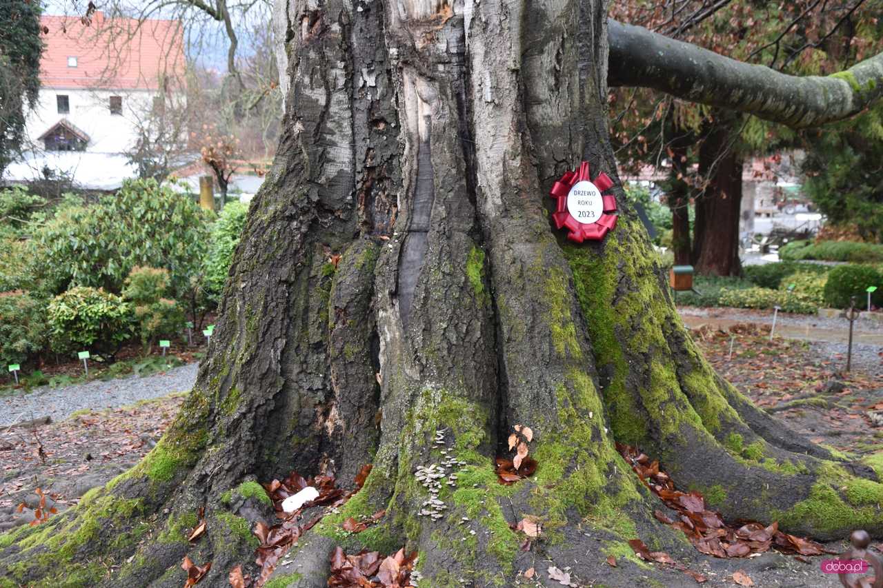 Wojsławicki buk, Drzewo Roku 2023 zostało otulone na zimę