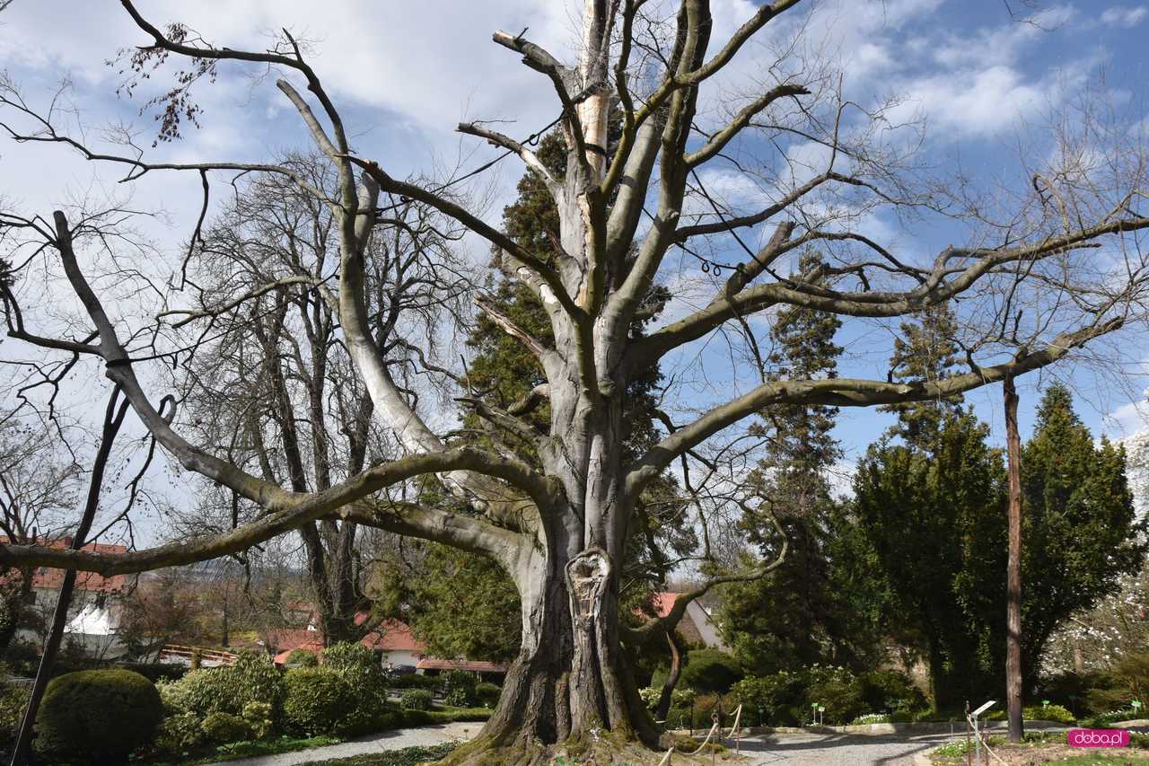 Europejskie Drzewo Roku 2024