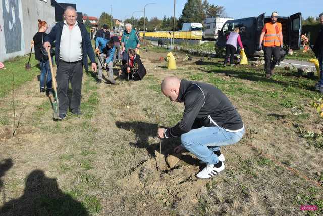 Akcja sadzenia drzew na 100-lecie Polskiego Towarzystwa Dendrologicznego