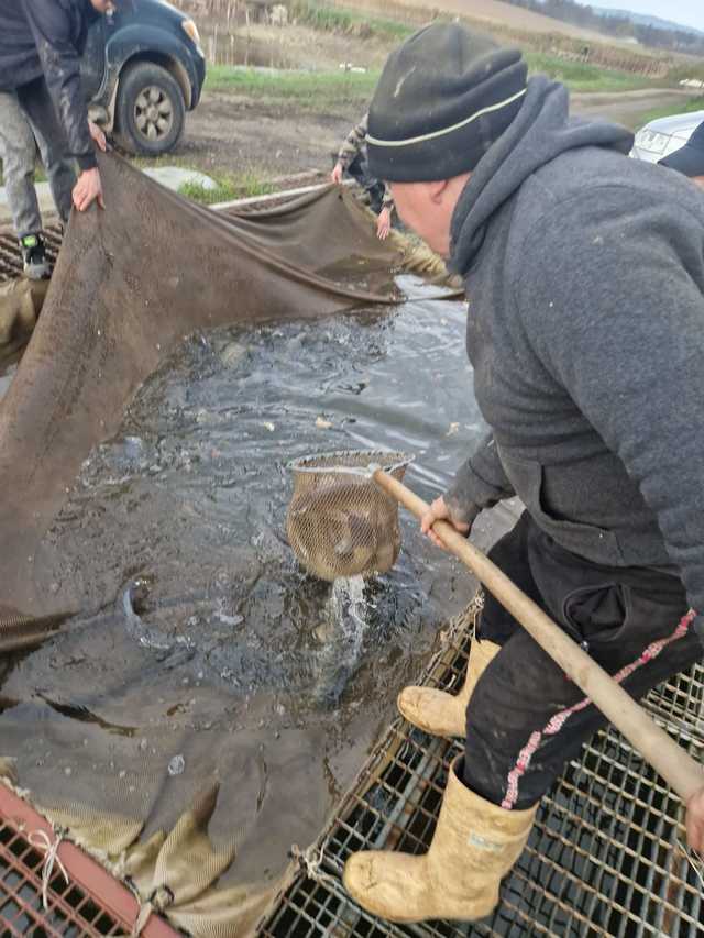 Koło PZW Bielawa zarybia swoje akweny