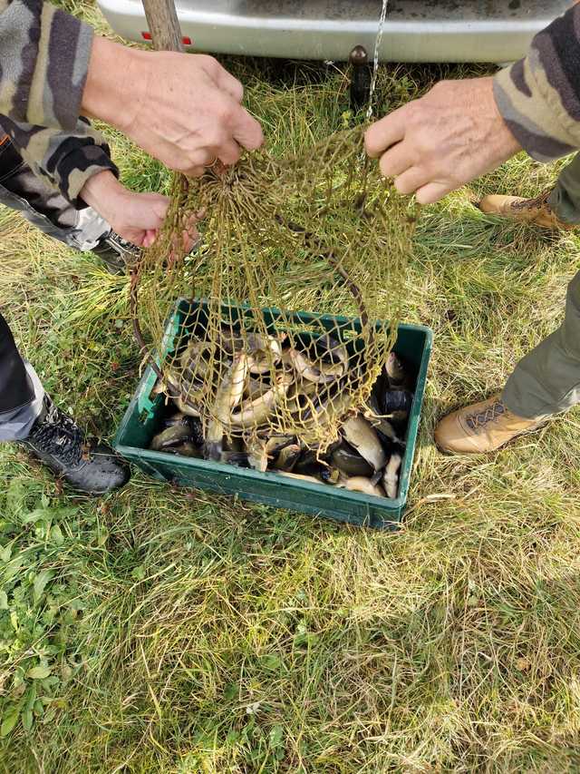 Koło PZW Bielawa zarybia swoje akweny