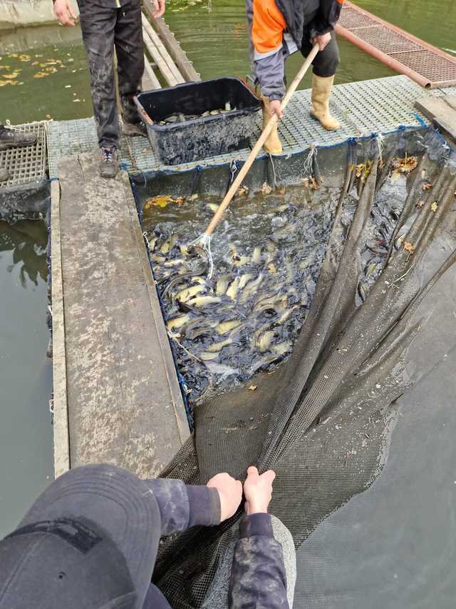 Koło PZW Bielawa zarybia swoje akweny
