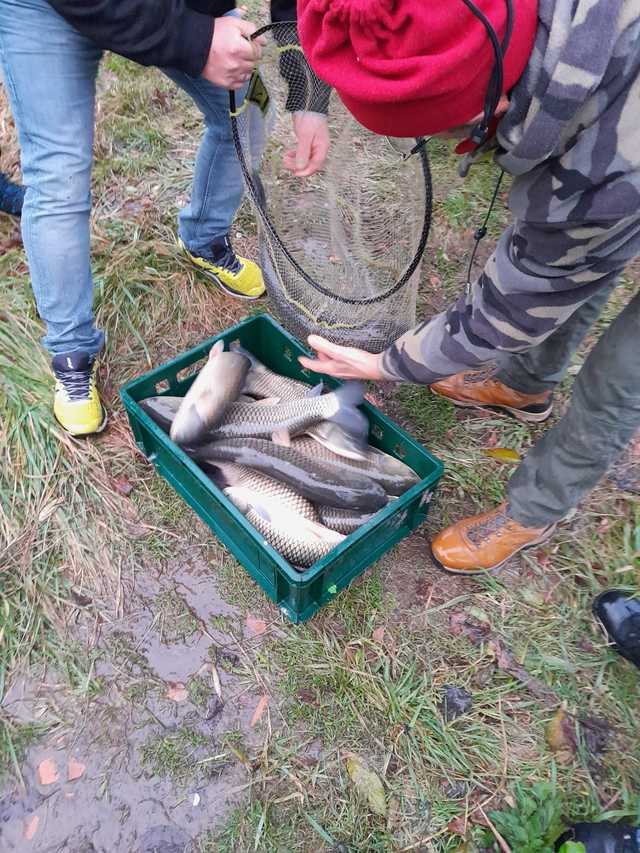 Koło PZW Bielawa zarybia swoje akweny