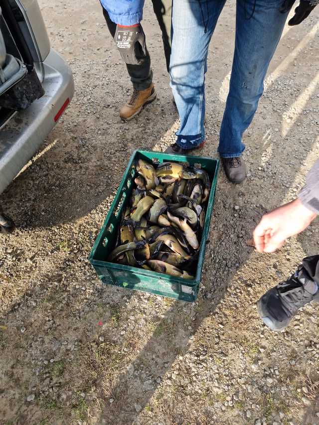 Koło PZW Bielawa zarybia swoje akweny
