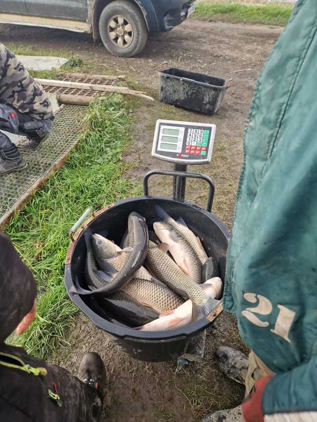 Koło PZW Bielawa zarybia swoje akweny