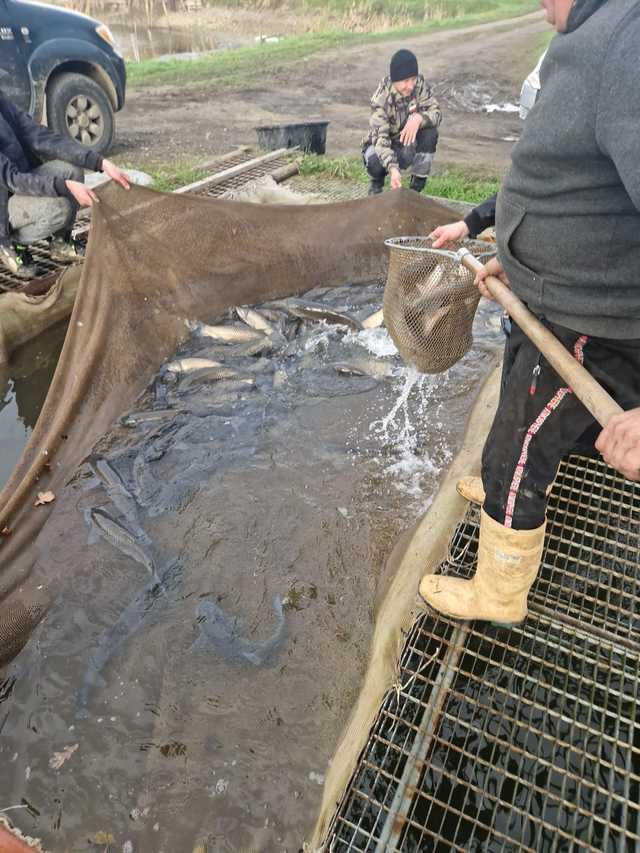 Koło PZW Bielawa zarybia swoje akweny