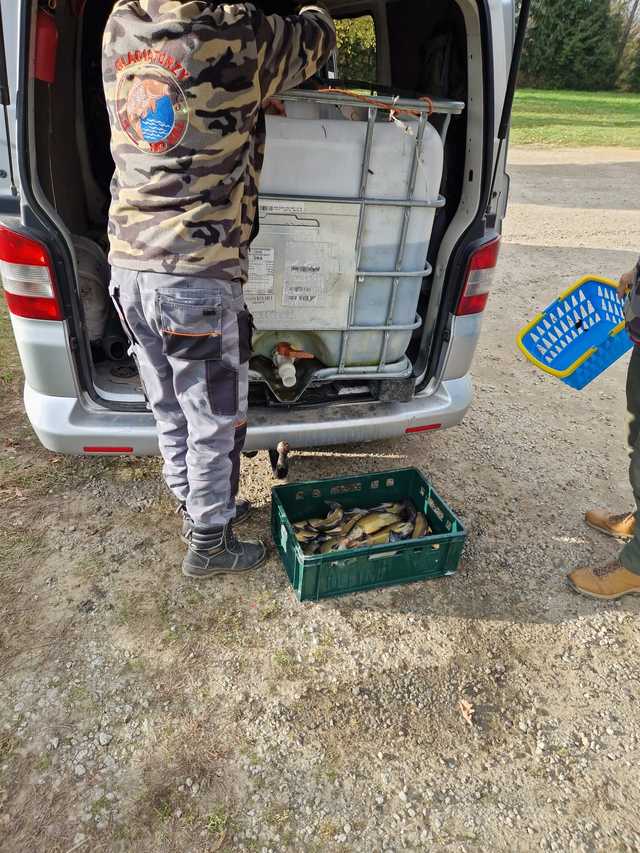 Koło PZW Bielawa zarybia swoje akweny
