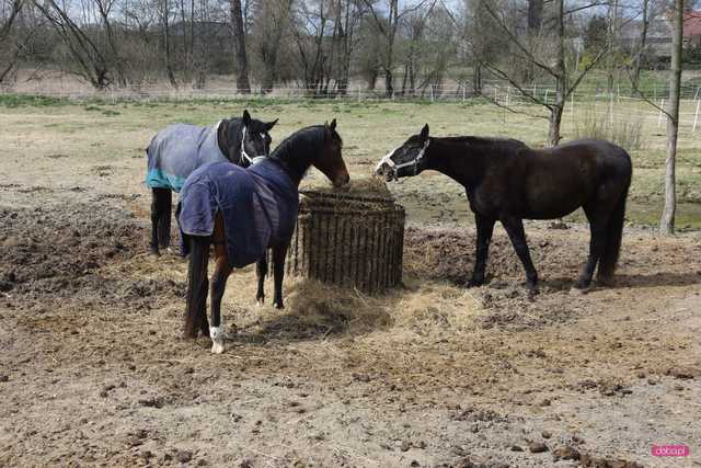 Piknik koniastyczny