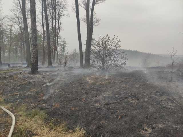 Pożar lasu