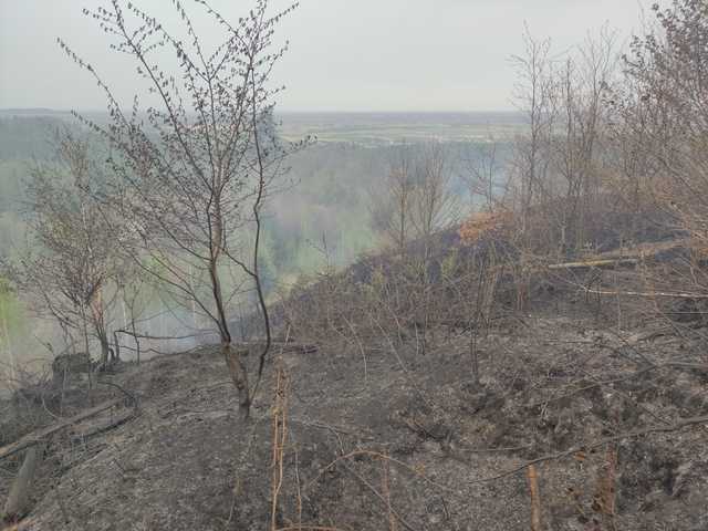 Pożar lasu