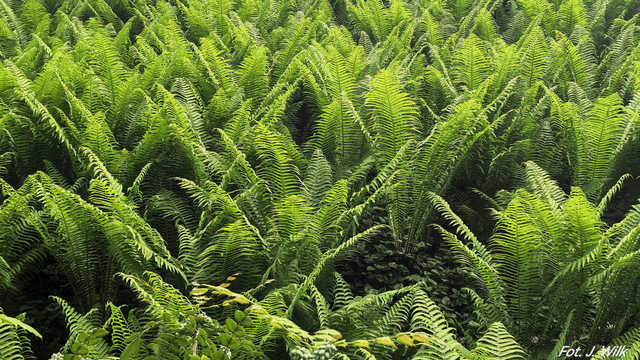 Majowe Arboretum w Wojsławicach